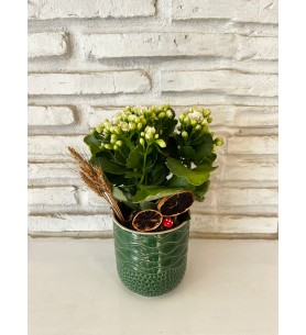 Yeşil Seramik Saksıda Kalanchoe